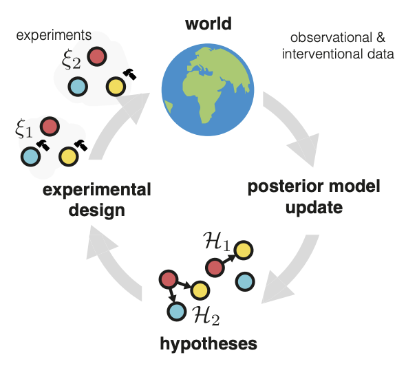 Differentiable Multi-Target Causal Bayesian Experimental Design