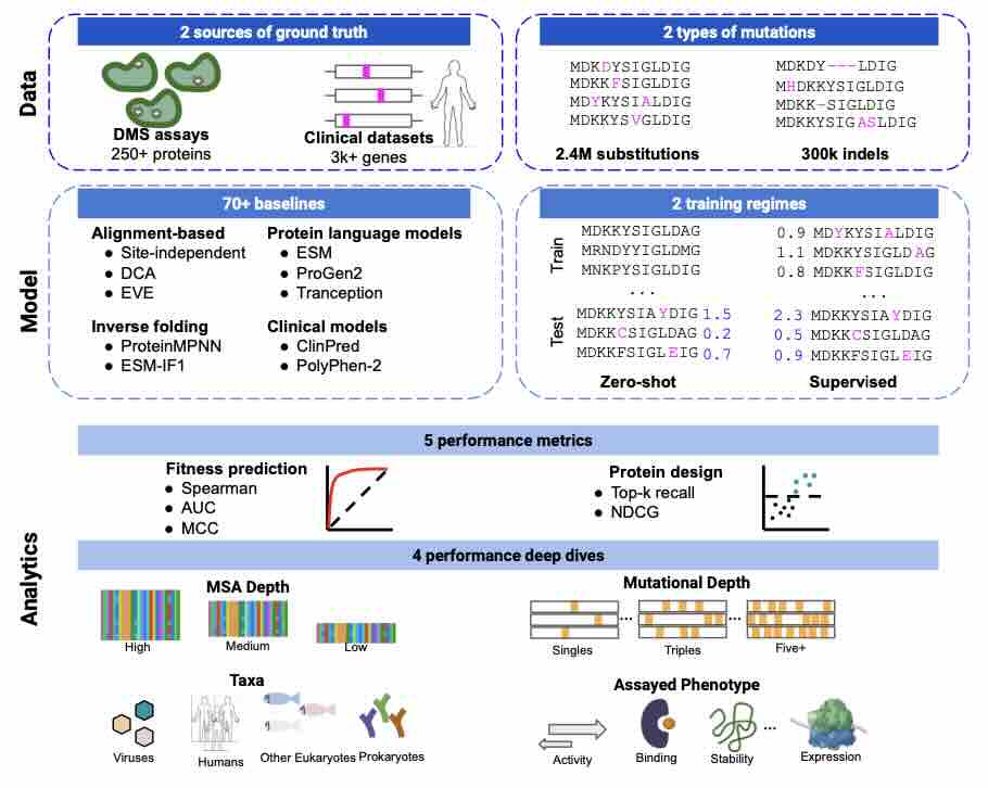 ProteinGym: Large-Scale Benchmarks for Protein Fitness Prediction and Design
