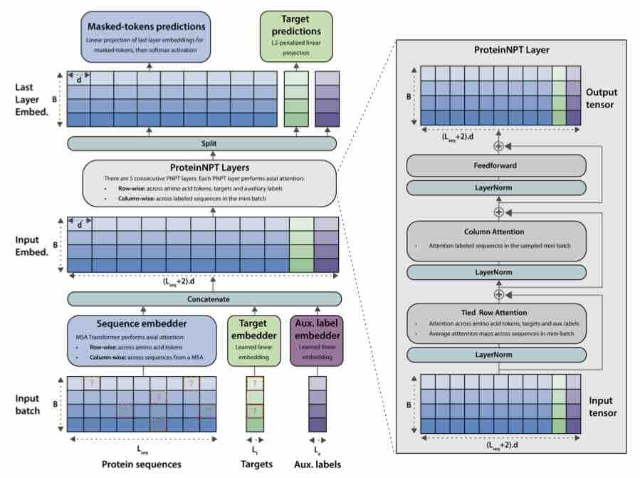 ProteinNPT: Improving Protein Property Prediction and Design with Non-Parametric Transformers